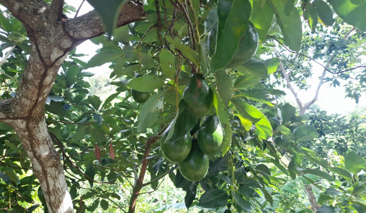2 finca 189 tareas aguacate limon y naranja agrias