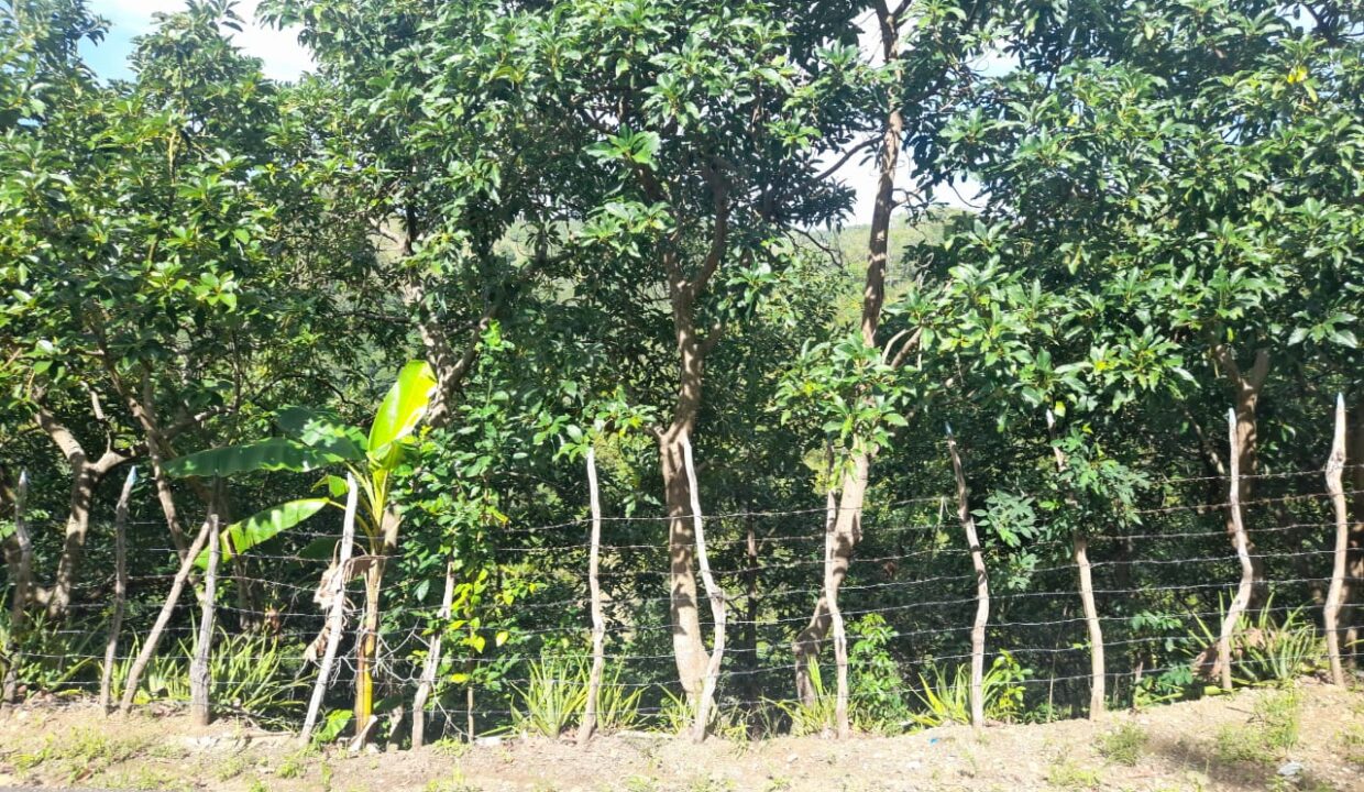 4 finca 189 tareas aguacate limon y naranja agrias