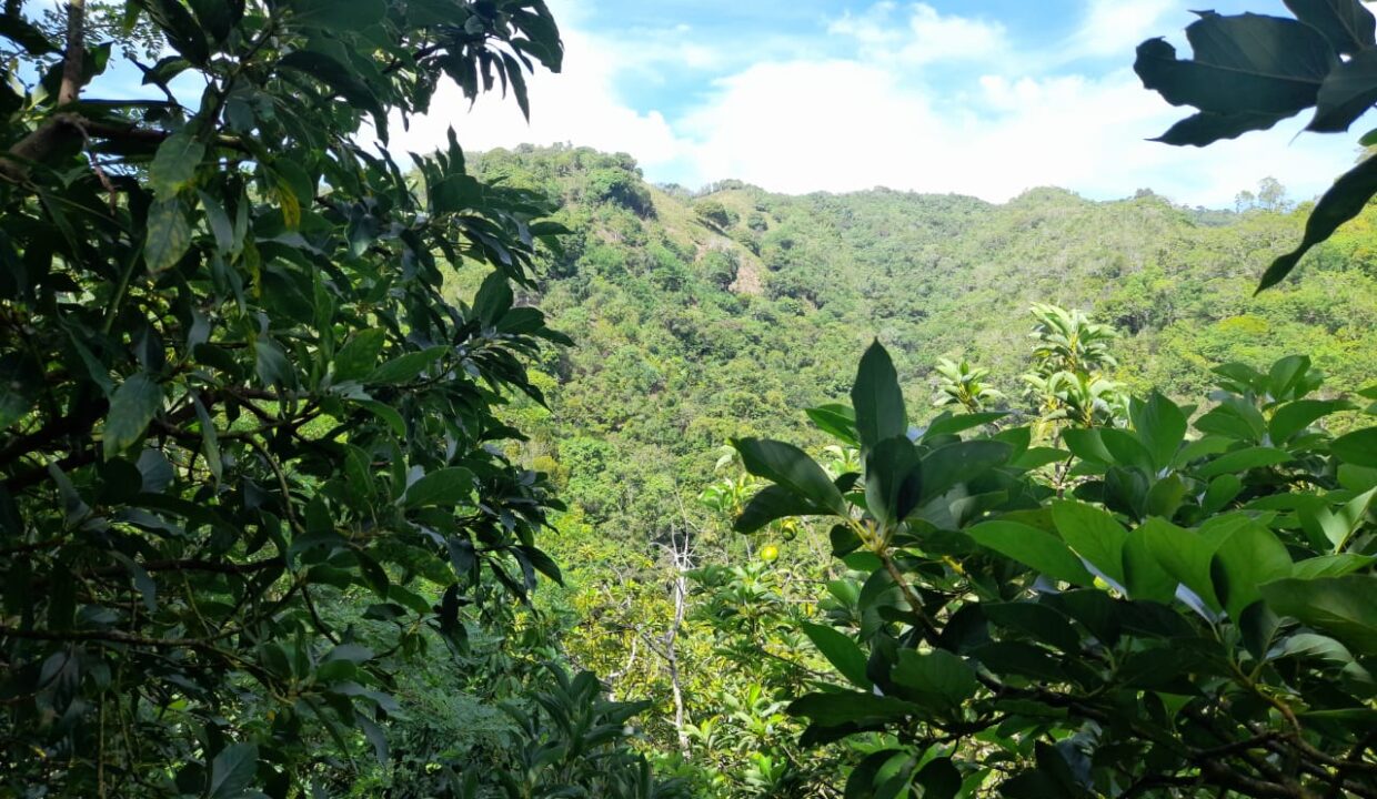 7 finca 189 tareas aguacate limon y naranja agrias