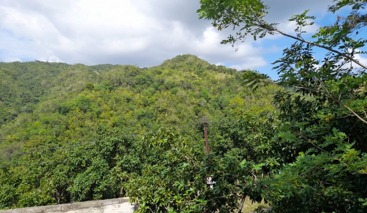 9 finca 189 tareas aguacate limon y naranja agrias